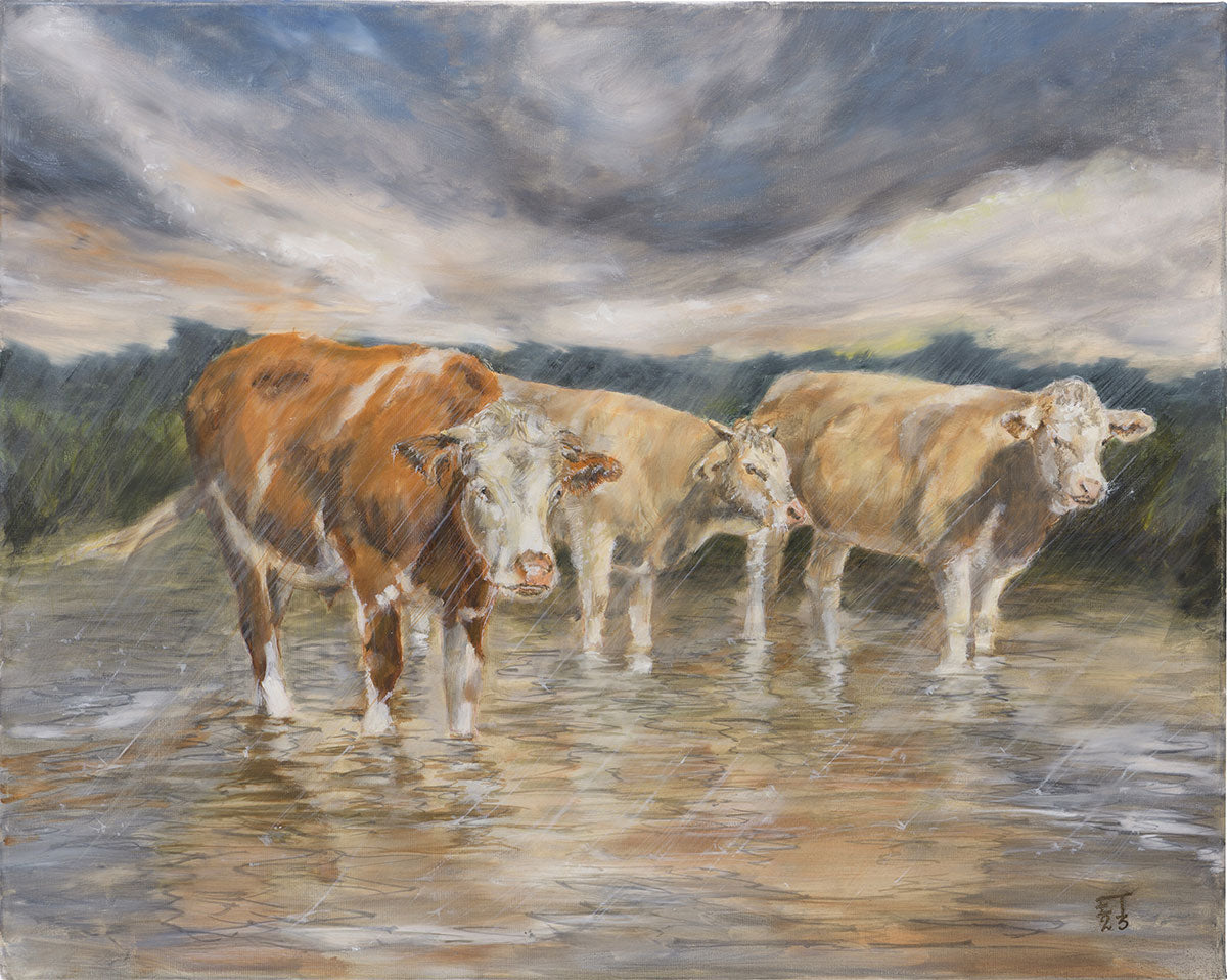 Cattle on a wet day in the water meadows
