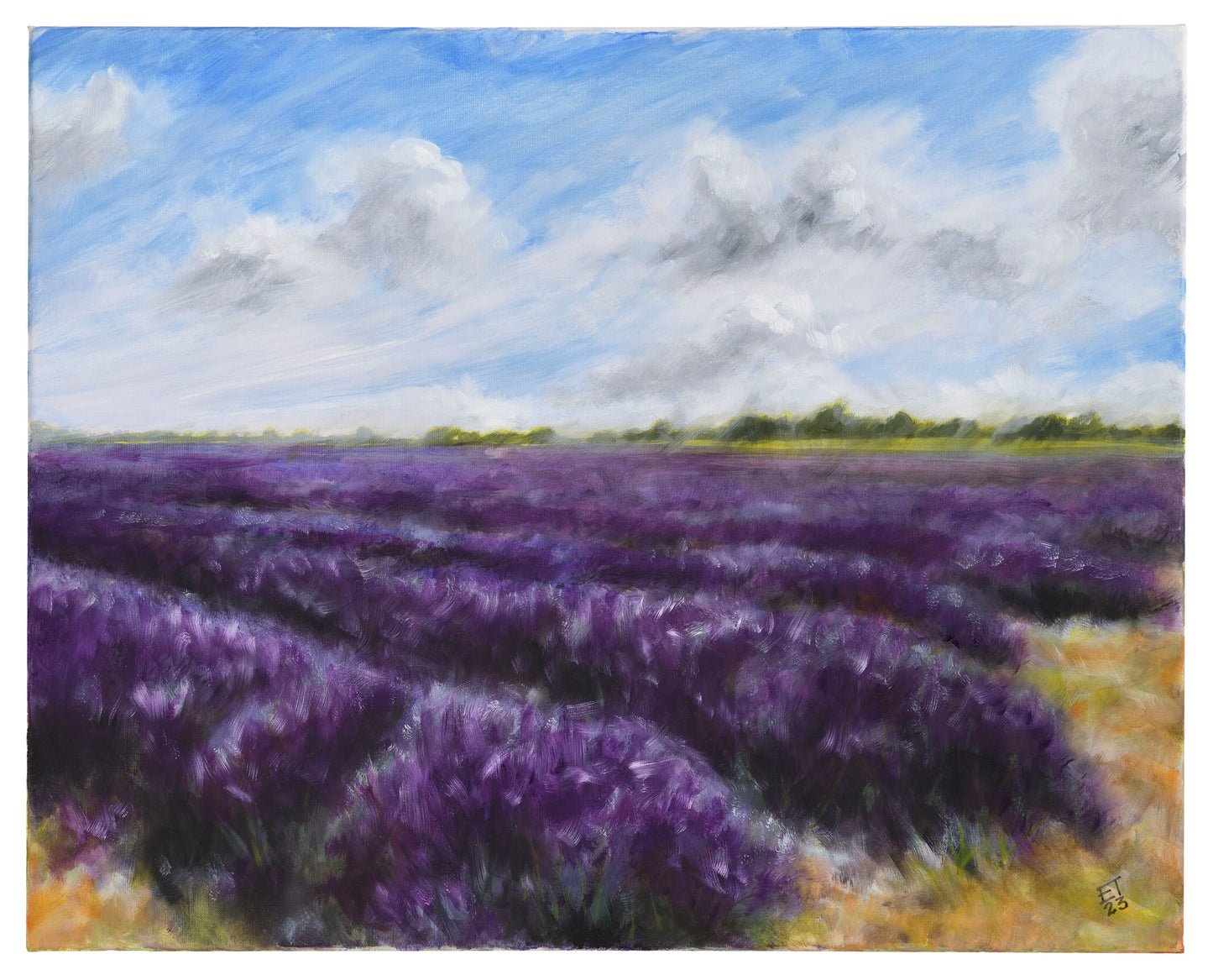 Lavender Fields B